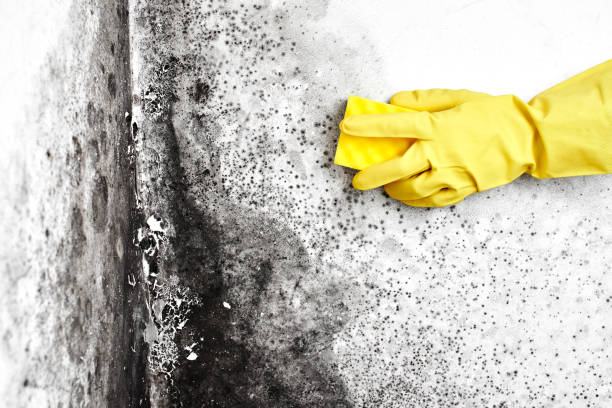 Security Widefield, CO Mold Removal Company