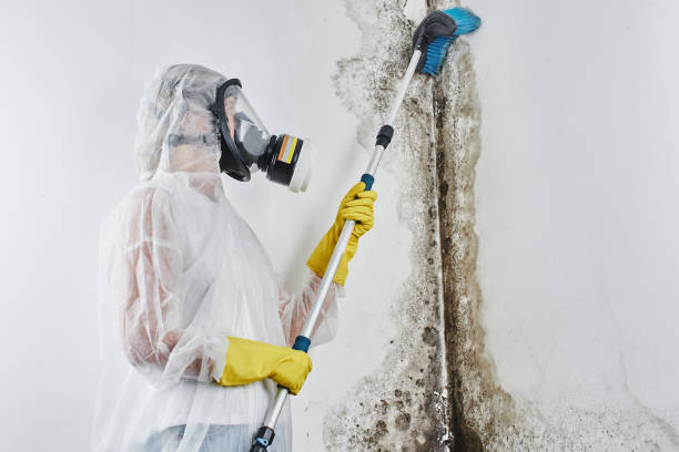 Best Mold Cleaning Services  in Security Widefield, CO
