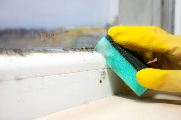 Best Mold Remediation Services  in Security Widefield, CO