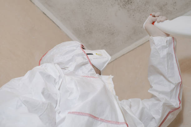 Best Fast Mold Removal  in Security Widefield, CO