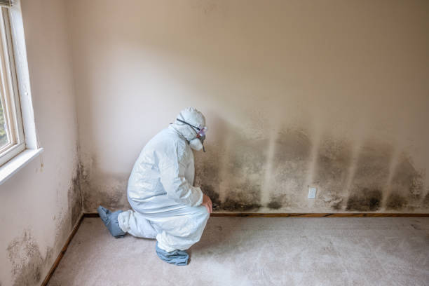 Best Local Mold Removal Service  in Security Widefield, CO
