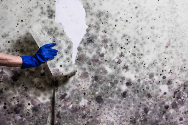 Best Residential Mold Removal  in Security Widefield, CO